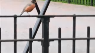 Robin video