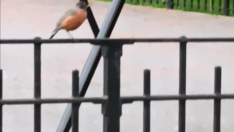 Robin video