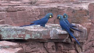 The Lear's Macaw (Anodorhynchus leari)