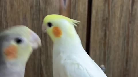 Funny parrot |cockatiel parrot | Funny birds | Funny animals