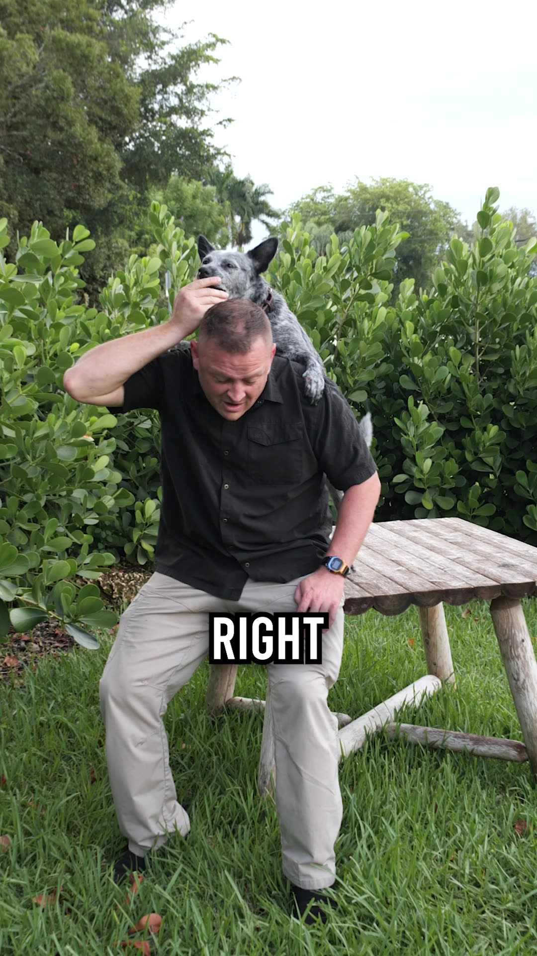 Is the Australian Cattle Dog the Right Dog for You?