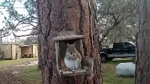 4 hours of the squirrel feeder in about 4 minutes.