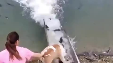 This dog and the fish