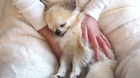【ASMR】Feeling Happy Dog Massage /Animal Massage/Relaxation/(No talking)