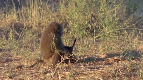 Hero monkey saves Baby gazelle from Cheetah! Waoooh Watch This?.