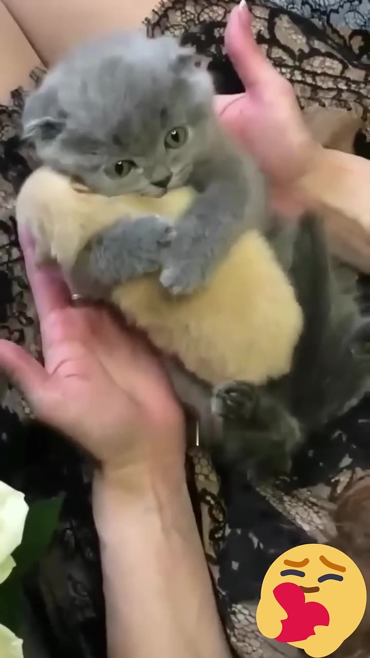 Cute kitten