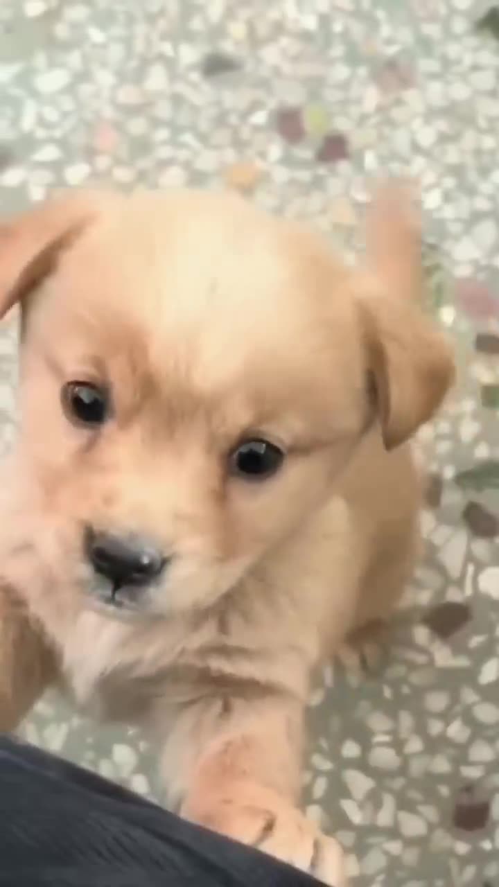 Baby dog-cute puppy barking
