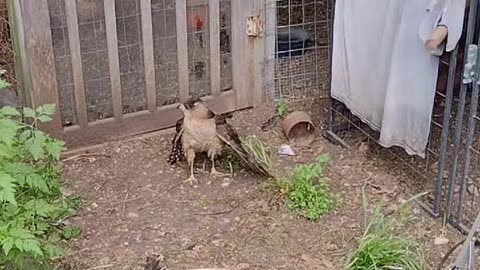 Bird Gets Stuck by Unhappy Chickens in Chicken Coop
