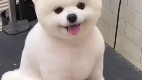Beautiful Dog Getting His Hair Cut
