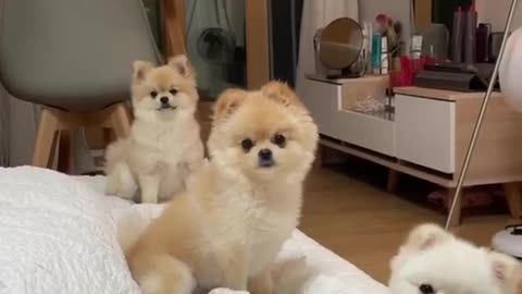 3 Cute Dogs Pet Compilations Creative Commons Video #trending #rumbleshorts #pomerian Cute Puppy 🐶😍