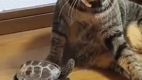 Turtle and Cat