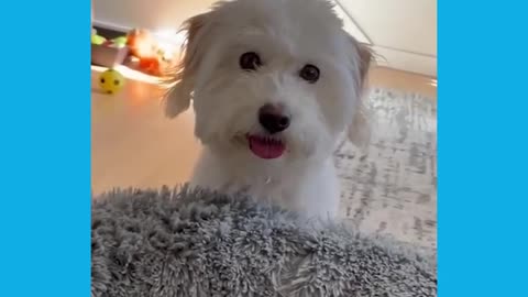 Cute and Funny Dog