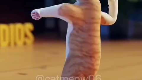Cat dance viral pofom