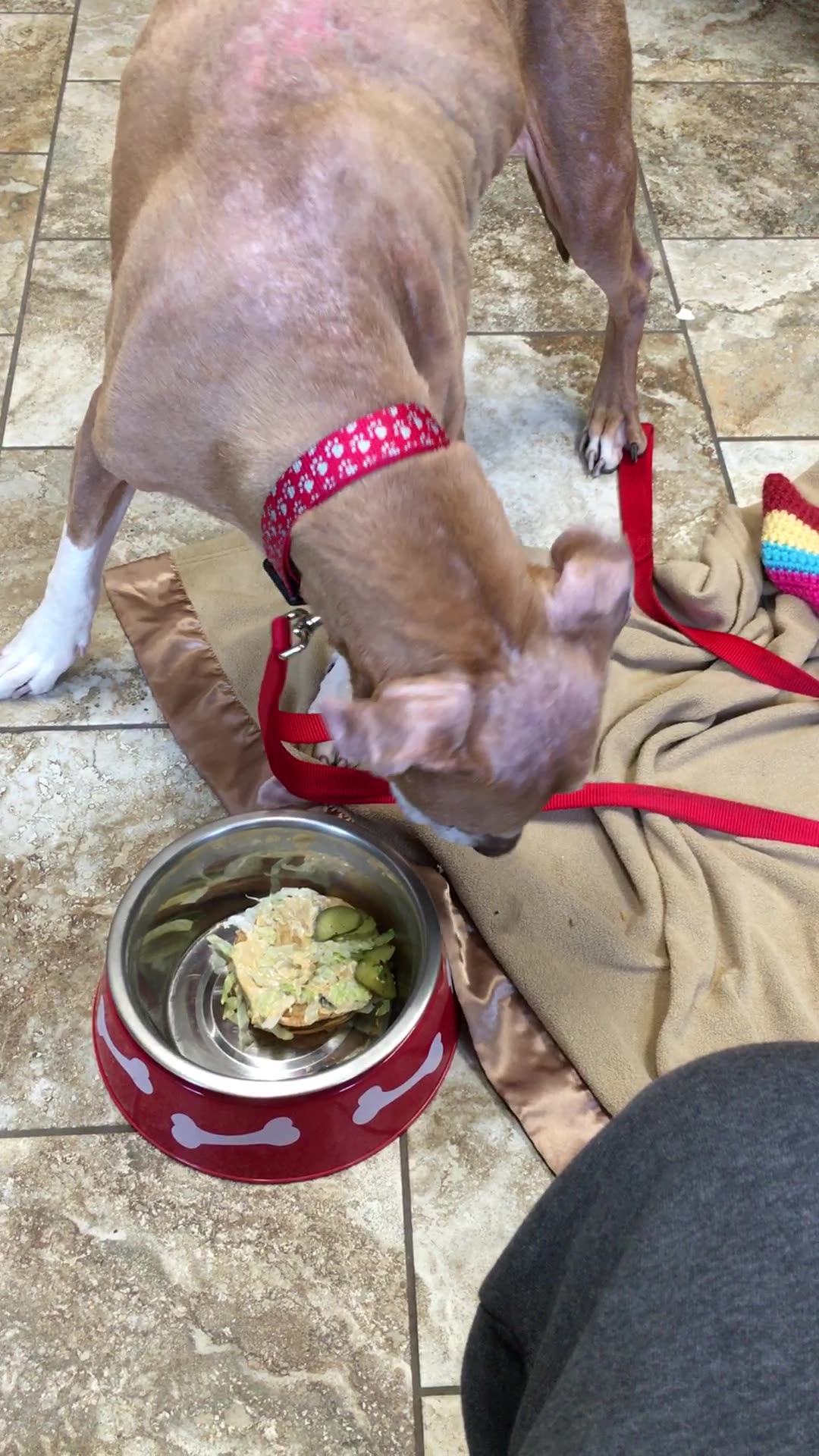 Dog’s last meal is Big Mac and Dairy Queen’s!