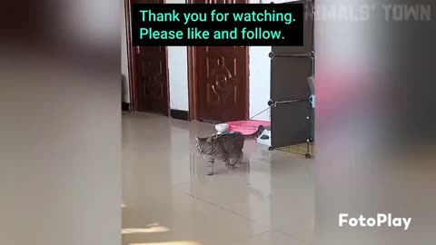 Super Funny Animal Videos😜😁🤣