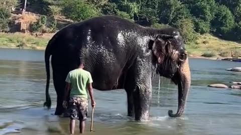 Elephant bathing | Shorts