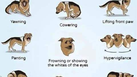 ]Do You Know These Dog Discomfort Signs. 🐾 Avoid Bites Before They Happen!] #pets