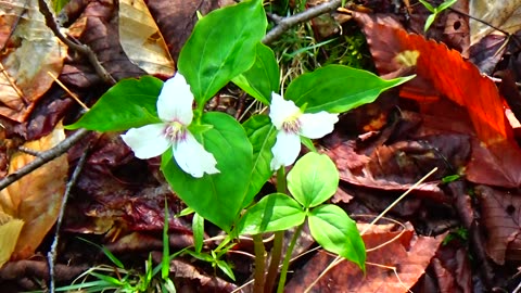 Painted Trilliums