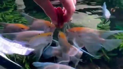 Angelfish feeding time