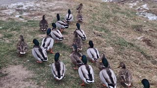 Ducks have a walking day.