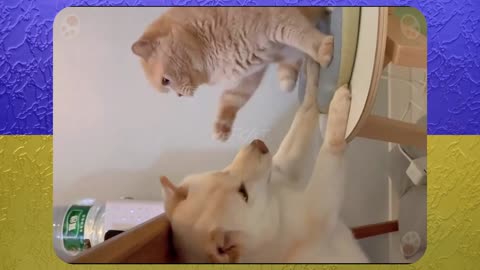 Comical Cats and Dogs Fights for Brawl Stars🤣Try Not To Laugh😹🥊🐶19🔥