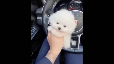 Funny cute dog