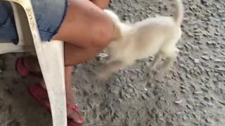 playing and barking