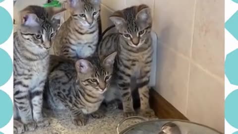 Curious kittens.