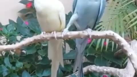 namoro entre aves