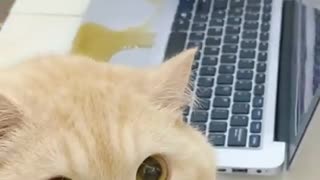 Aww cute cat videos funny 2024 🐱s💘 🏘️Cat Meow