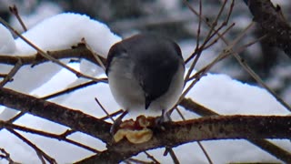 Tuffed Titmouse