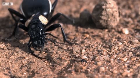 Ant vs Bombardier Beetle Sprays