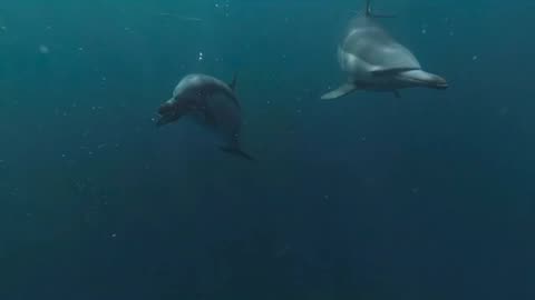 Under The Sea Ocean Animals Movie