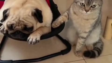 funny dog & Cat