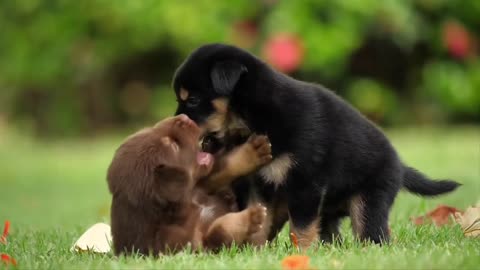 Cute Dogs videos Compilation cutest moment of the animals - cute puppies