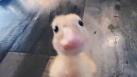 “Hello, duck!”