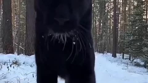 Dog and panther best friends