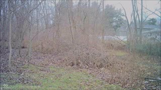 Backyard Trail Cams - Deer Herd in Back Yard