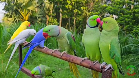 Many Beautiful & colorful cute parrots are talking.