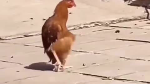 This is how a drunk chicken walks. Ha ha