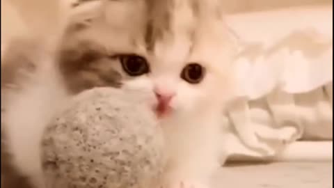 Cute cat Fluffy feline with big eyes😺