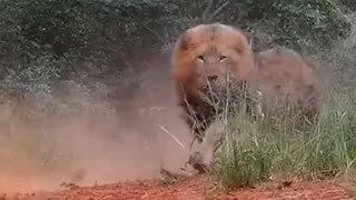 Askan Kaplan Lion