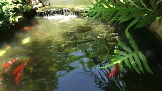 koi carp pond