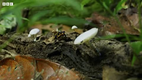 Being a Poison Dart Frog Parent is HARD | 4K UHD | Seven Worlds One Planet | BBC Earth