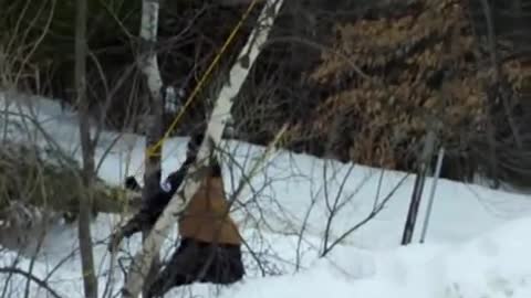 Steve cutting tree