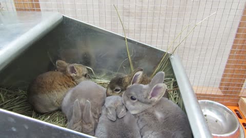 Rex Rabbits - Parsley's First Litter