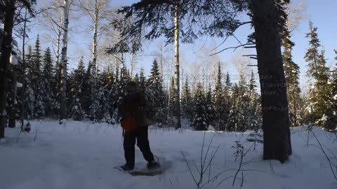 Wolf tracks