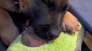 Pooped Puppy Falls Asleep With Toy Avocado