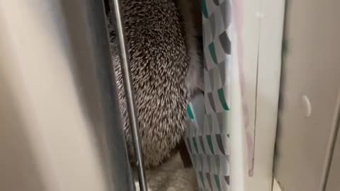 hedgehog in derp mode