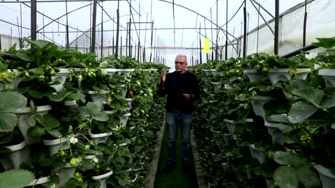 Vertical farms boost yields in land-squeezed Gaza